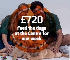 Feed the dogs at the centre for one week