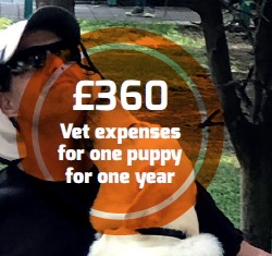 Vet expenses for one puppy for one year