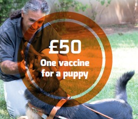One Vaccine for a puppy
