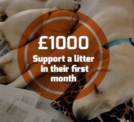 Support a litter in their first month